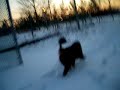 Dog running