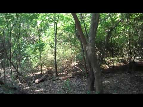 how to grow huckleberries