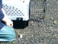 Penguin Doesn't Want To Be Free