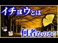 【ゆっくり解説】銀杏の臭さは進化の賜物？「イチョウ」とは何者なのか？ を解説/実は針葉樹…古代種イチョウの生存戦略