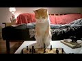 Meetup.com "Chess" C