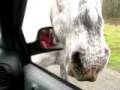 videos de Olympic Game Farm - Horse II