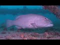 Ningaloo Reef Ningaloo Reef