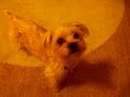 Chewy and his dog tricks