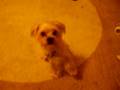 Chewy and his dog tricks