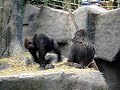 some-funny-monkeys.html