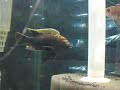 F1 Cynotilapia Mbamba Mphanga Rocks F1 Cynotilapia Mbamba Mphanga Rocks