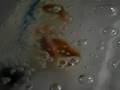 4 little ranchu