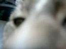 le chat d'iska