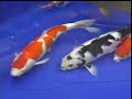 KOI FIXX - MAKC 18th Annual Koi Show KOI FIXX - MAKC 18th Annual Koi Show