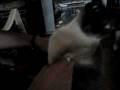 gato cantor!
