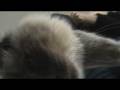 videos de Cat Stuck In Sweeter Sleeve While Swinging