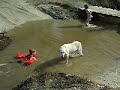 bailey swimming with campers