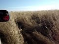 Click here to watch this video Field of Switchgrass