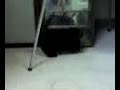 Kittens Playing Kittens Playing