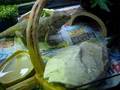 videos de jarjar eating a locust