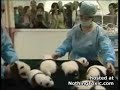 Panda China