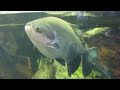 CRIAÇÃO DE PACU E TAMBAQUI
