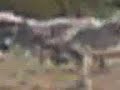 MOV04873