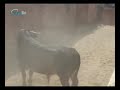 1� Passagem Toiros da Corrida