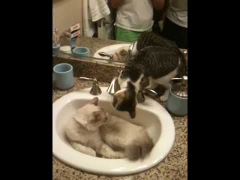 Water loving cats!
