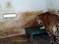 Tiger captured at Nagarhole forest kept in Mysore Zoo Tiger captured at Nagarhole forest kept in Mysore Zoo