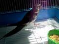 videos de ninfa bañandose, cocotilla. Apolo 3 meses