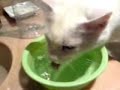 Gato bebiendo xD