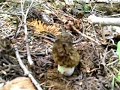 Bear poop morels