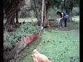 Gallina acorralada