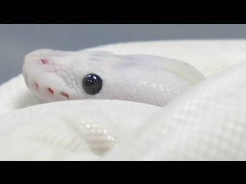 snake
