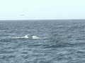 CRESLI video, whales in the Great South Channel