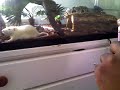 feeding cujo pt.1.3gp