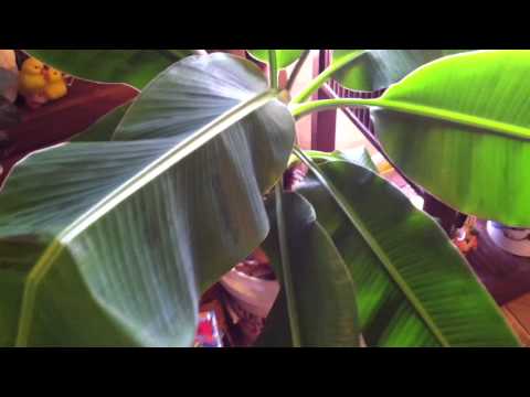 Growing dwarf fruit and citrus trees is an awesome way to grow food indoors