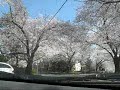 Cherry Blossoms in Bethesda