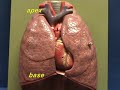 Lung Model Lung Model