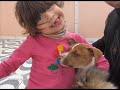 pit bull adestramento