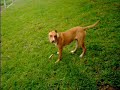 pit bull adestramento
