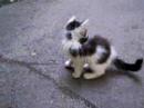 little funny cat little funny cat