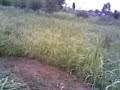 mere pinda de khet