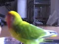 LoveBird ?????? ver.1????????????? LoveBird ?????? ver.1?????????????