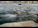 videos de Al monu.mp4