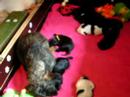 Veertje en de pups van Dien 2 Veertje en de pups van Dien 2