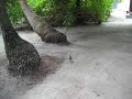 Another Maldivian Bird