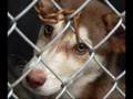 Stop Animal Cruelty