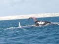 Gray whales mating in Scammon's Lagoon, Guerrero Negro, Baja California. Shows whale phallus better known as the 