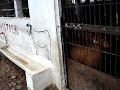 Famous Goat Forms & Live Stock