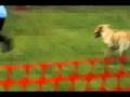 videos de Snapshot, Gamblers, 08/30/08