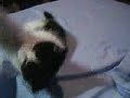 Takun peleandose con un cordon