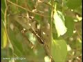 Humming Bird Humming Bird